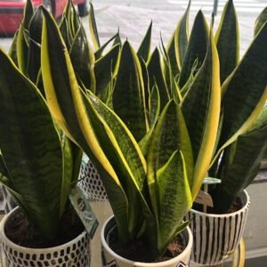 Plantas de Interior