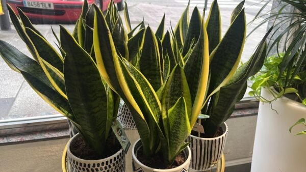 Plantas de Interior