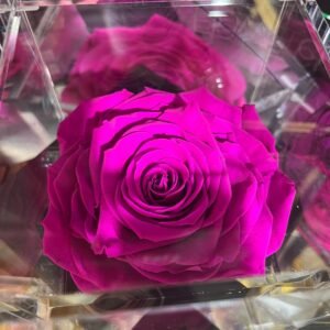 Rosas eternas preservadas
