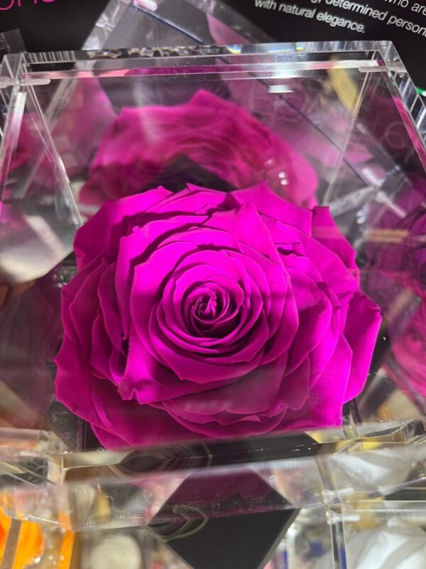 Rosas eternas preservadas