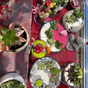 Terrarios de plantas crasas