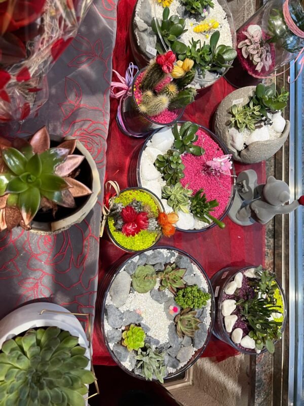 Terrarios de plantas crasas